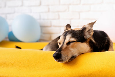 Portrait of dog sitting on sofa at home