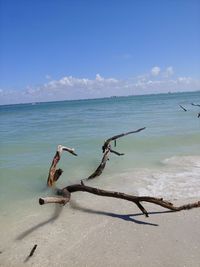 Driftwood on beach against blue sky