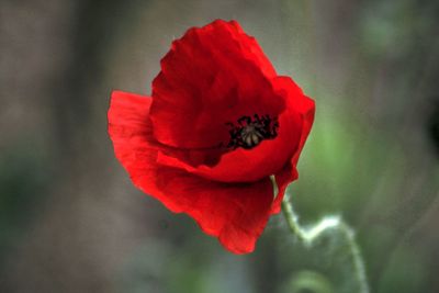 Close-up of red poppy growing outdoors