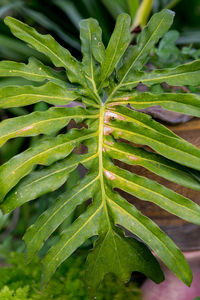 High angle view of green leaves