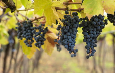 Close-up of grapes growing in vineyard