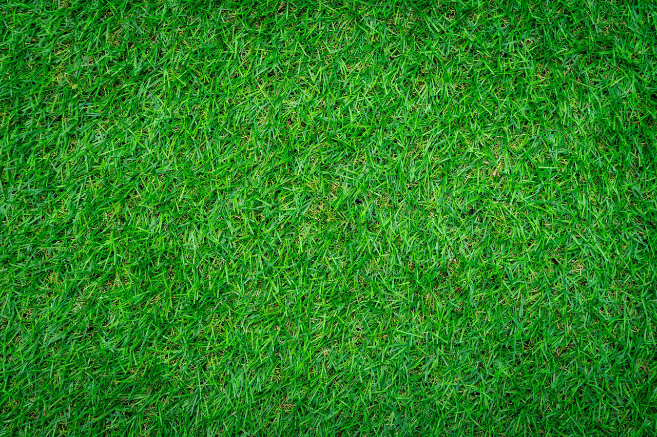 FULL FRAME SHOT OF GREEN LEAF ON FIELD