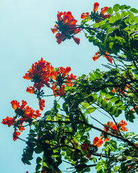 Low angle view of trees against clear sky