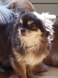 Dog looking away