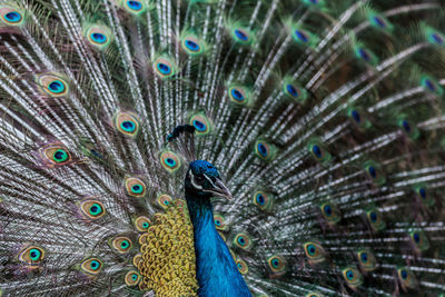 Close-up of peacock