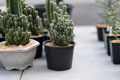 Close-up of succulent plants in yard