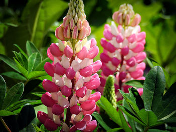 Close-up of pink flowers blooming outdoors