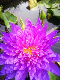 Close-up of raindrops on pink flower