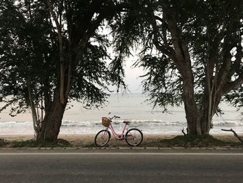 Bicycles on road by trees in city