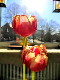 Close-up of red tulip