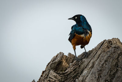 Bird perching on branch