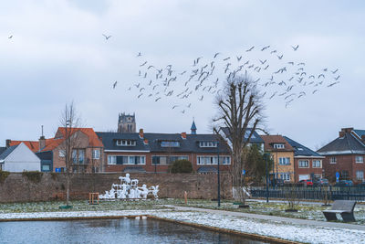 Birds flying over residential buildings