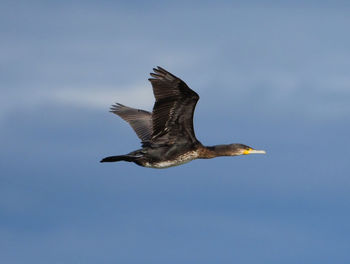 Low angle view of eagle flying in sky