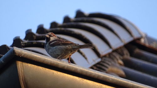 Low angle view of bird perching on roof against sky