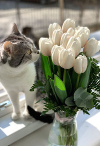 Close-up of a cat