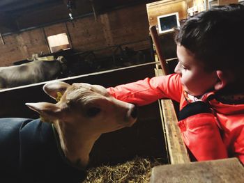 Cute boy looking at cow in farm