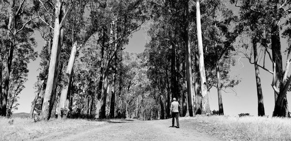 Rear view of woman walking amidst trees in forest