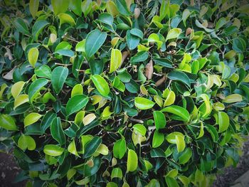 Low angle view of tree