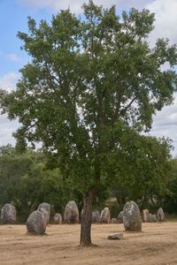 Trees growing on field against sky