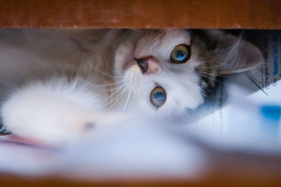 Close-up portrait of a cat