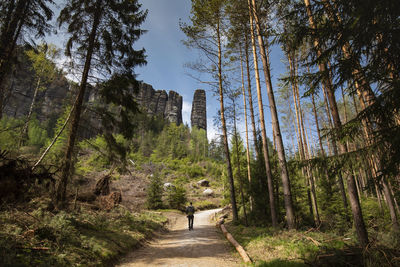 Road amidst trees in forest