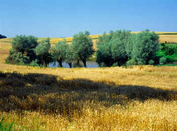 Trees on field against clear sky