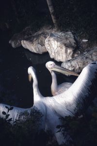 Swan swimming in lake