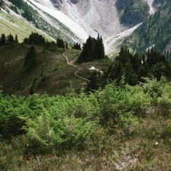 Scenic view of pine trees and mountains