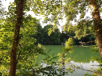 Scenic view of lake in forest