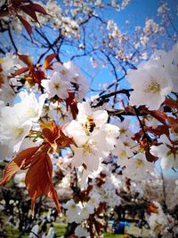 Close-up of cherry blossoms in spring