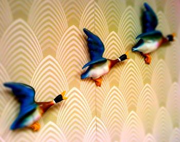 bird