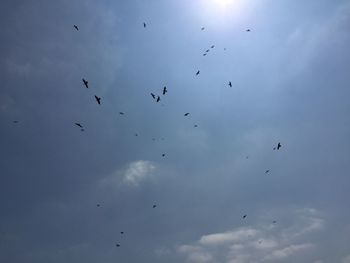 Low angle view of birds flying in sky