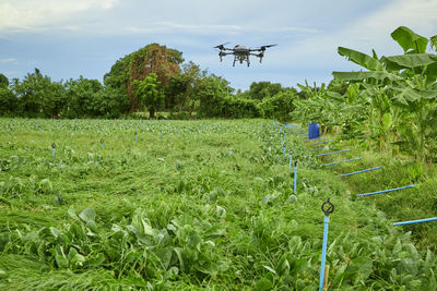 Scenic view of agricultural field against sky