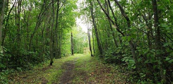 Trail amidst trees in forest