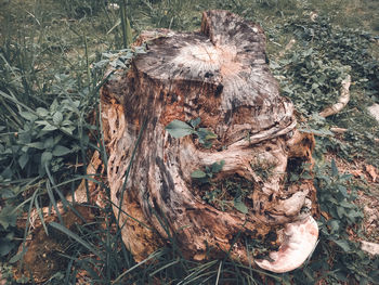 High angle view of tree stump on field