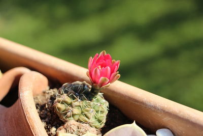 Close-up of pink cactus flower pot