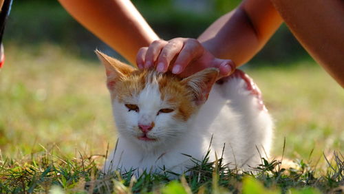 Close-up of hands holding cat in grass