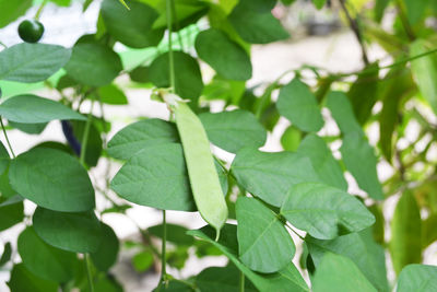 Close-up of green leaves