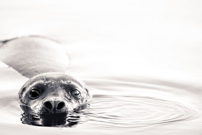 Close-up of turtle swimming in water