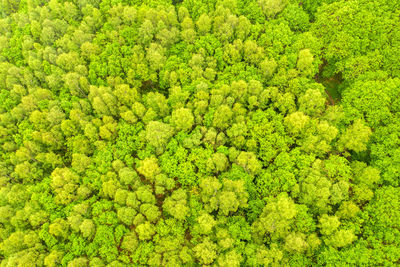 Full frame shot of fresh green plants in forest