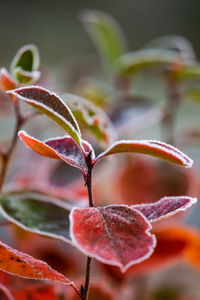 Beautiful red aronia leaves with a frosty edge. morning scenery in the garden. 