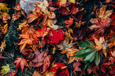 Close-up of maple leaves on tree during autumn