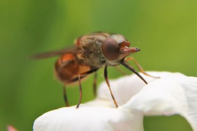 Hoverfly on flower