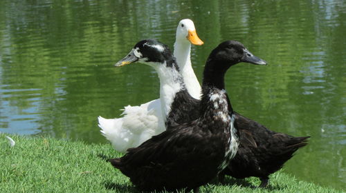 Birds by lake