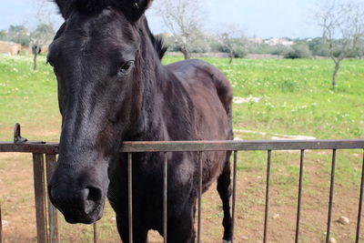 Close-up of horse standing on field