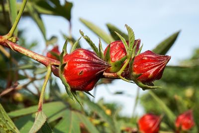 Close-up of red flower