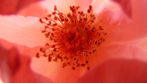 Close-up of flower blooming outdoors