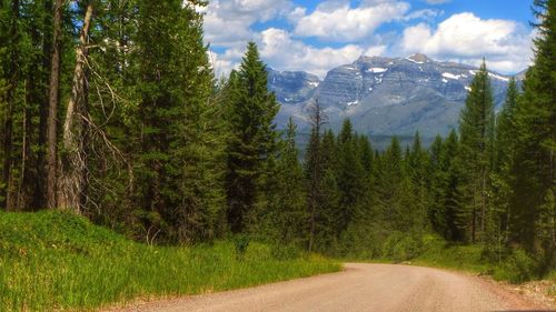 Road passing through forest