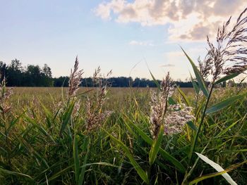 Close-up of stalks in field against sky