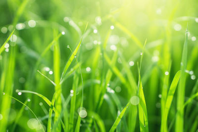 Close-up of water drops on grass